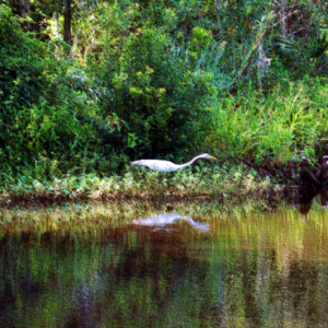 Egret Reflection