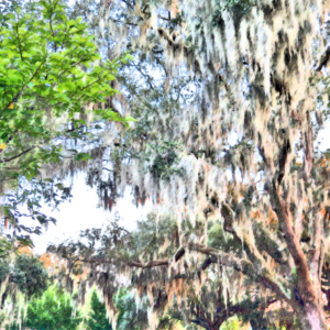 Savannah Spanish Moss